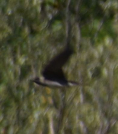 Purple Martin - ML625601976
