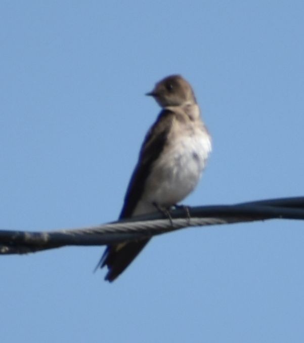 Northern Rough-winged Swallow - ML625601983