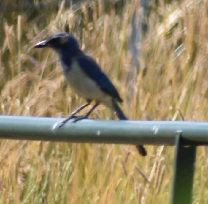 California Scrub-Jay - ML625601990