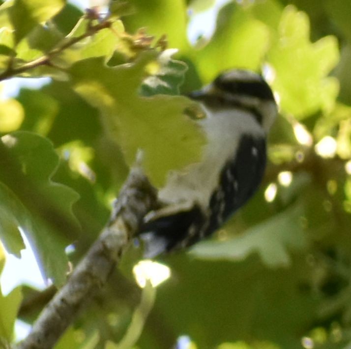 Downy Woodpecker - ML625602001