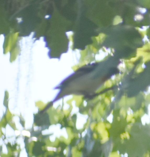Lazuli Bunting - ML625602013