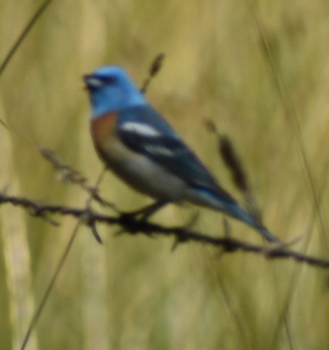 Lazuli Bunting - ML625602014