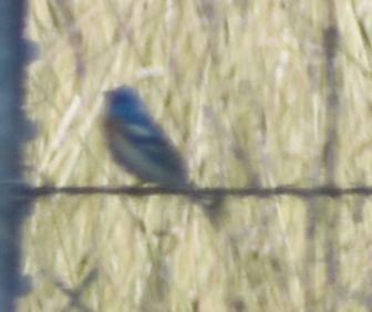 Lazuli Bunting - ML625602015