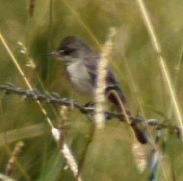 Western Wood-Pewee - ML625602039