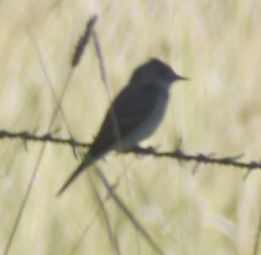 Western Wood-Pewee - Sally Anderson