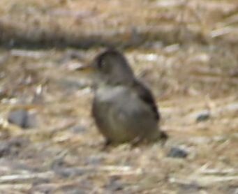 Western Wood-Pewee - ML625602041