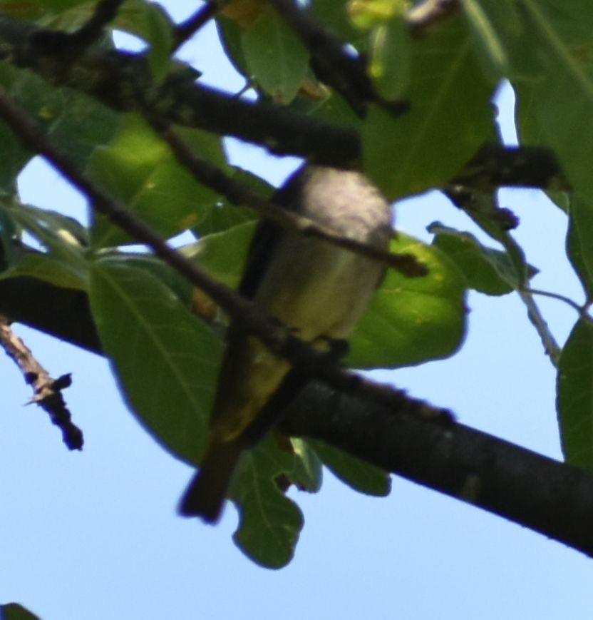 Western Wood-Pewee - Sally Anderson