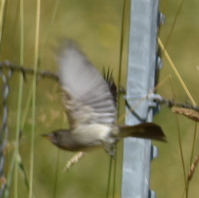 Western Wood-Pewee - Sally Anderson