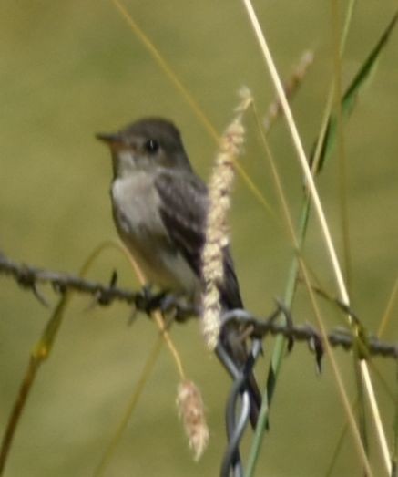 Western Wood-Pewee - ML625602044
