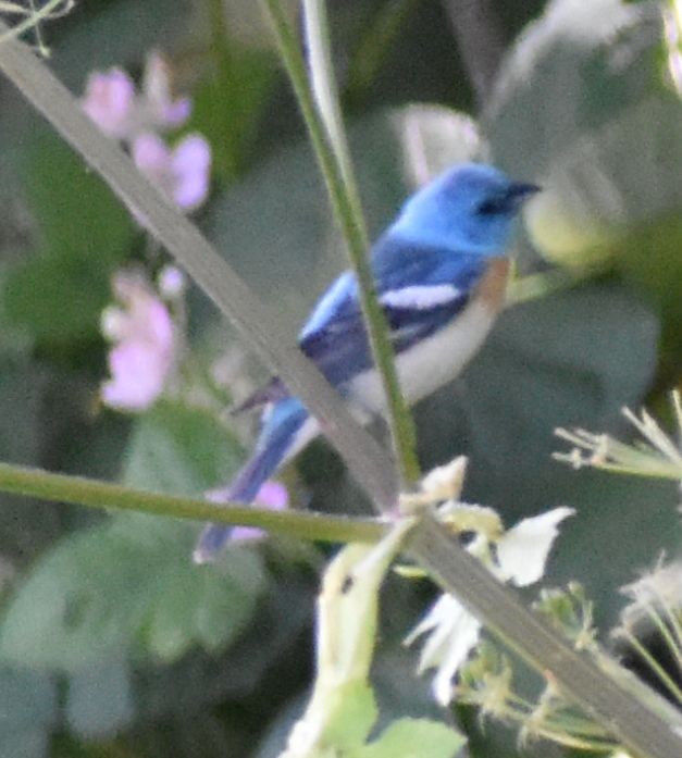 Lazuli Bunting - ML625602048