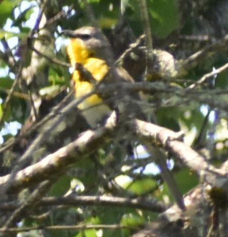 Yellow-breasted Chat - ML625602054