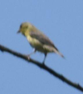 Lesser Goldfinch - ML625602064