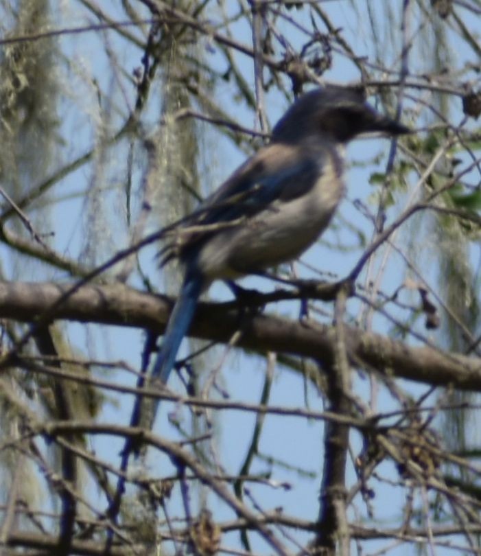 California Scrub-Jay - ML625602086