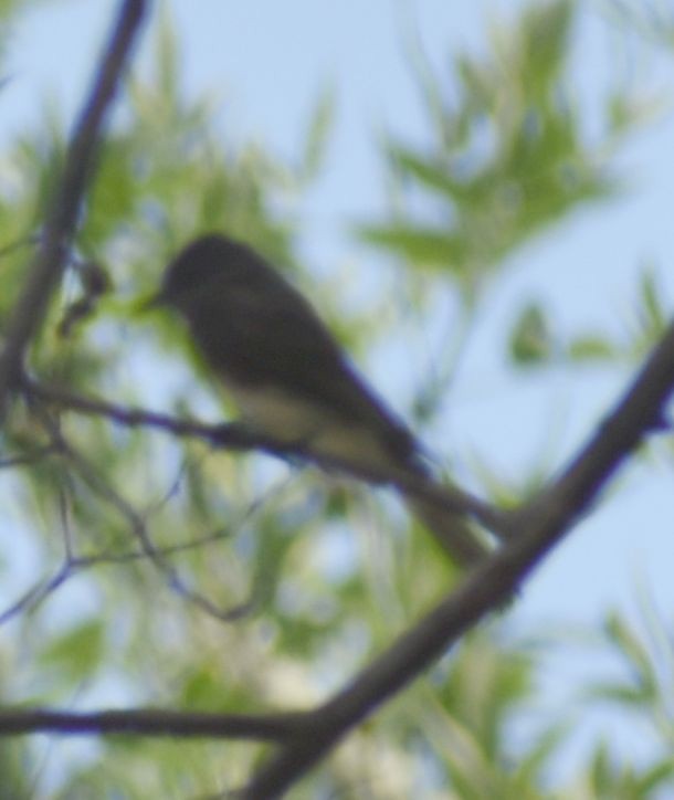 Black Phoebe - ML625602091