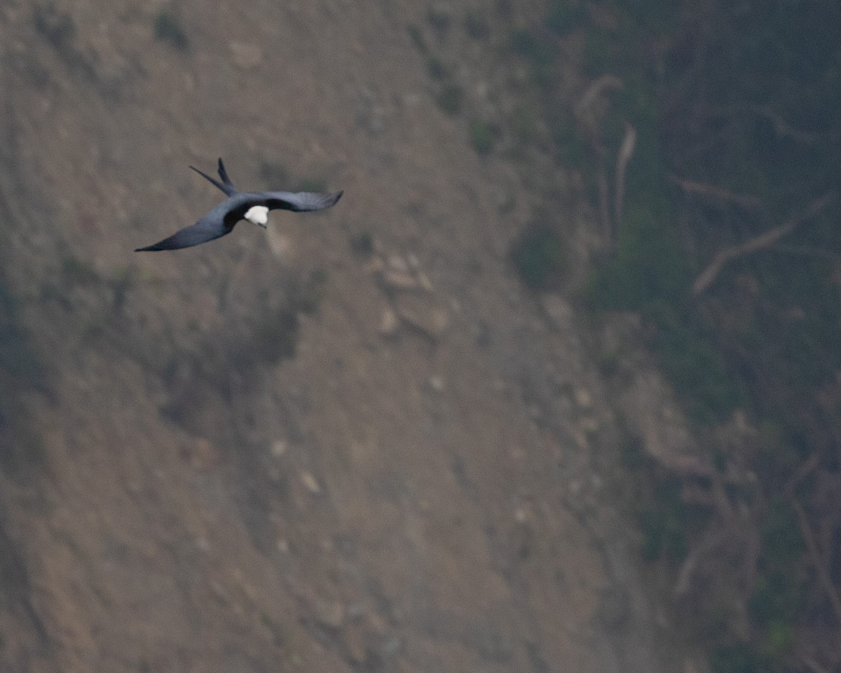 Swallow-tailed Kite - ML625602092