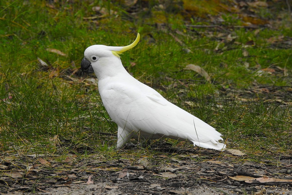 Sulphur-crested Cockatoo - ML625602095
