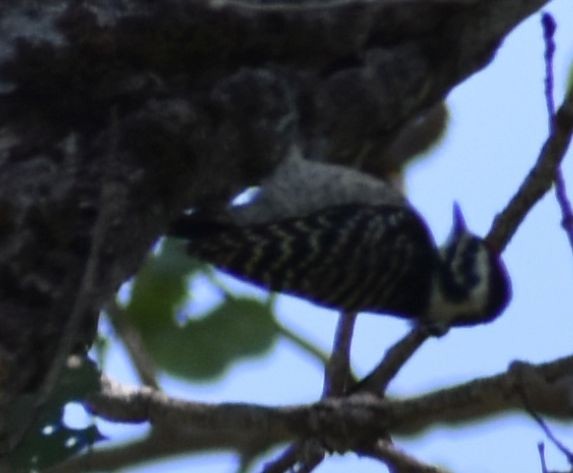 Nuttall's Woodpecker - ML625602107