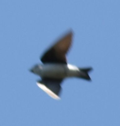 Violet-green Swallow - ML625602111