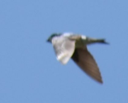 Violet-green Swallow - ML625602112