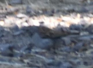 Chipping Sparrow - ML625602120