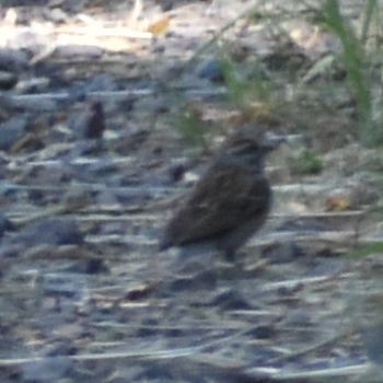 Chipping Sparrow - ML625602122
