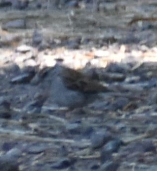 Chipping Sparrow - ML625602123