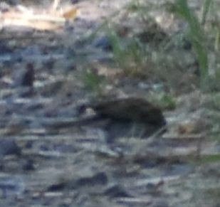 Chipping Sparrow - ML625602124