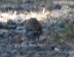Chipping Sparrow - ML625602126