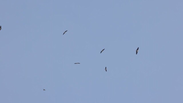 Marabou Stork - ML625602130