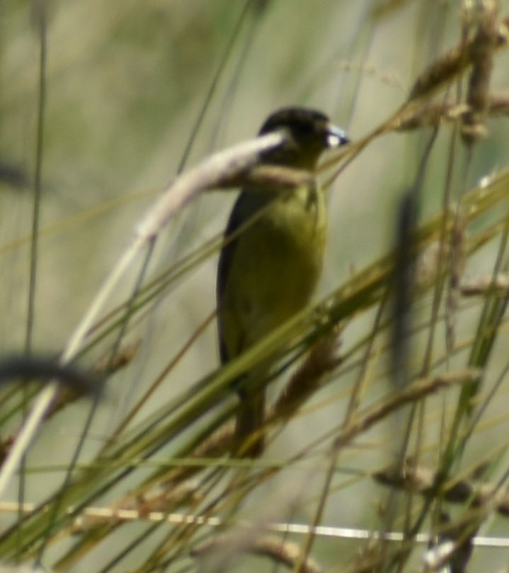 Lesser Goldfinch - ML625602133