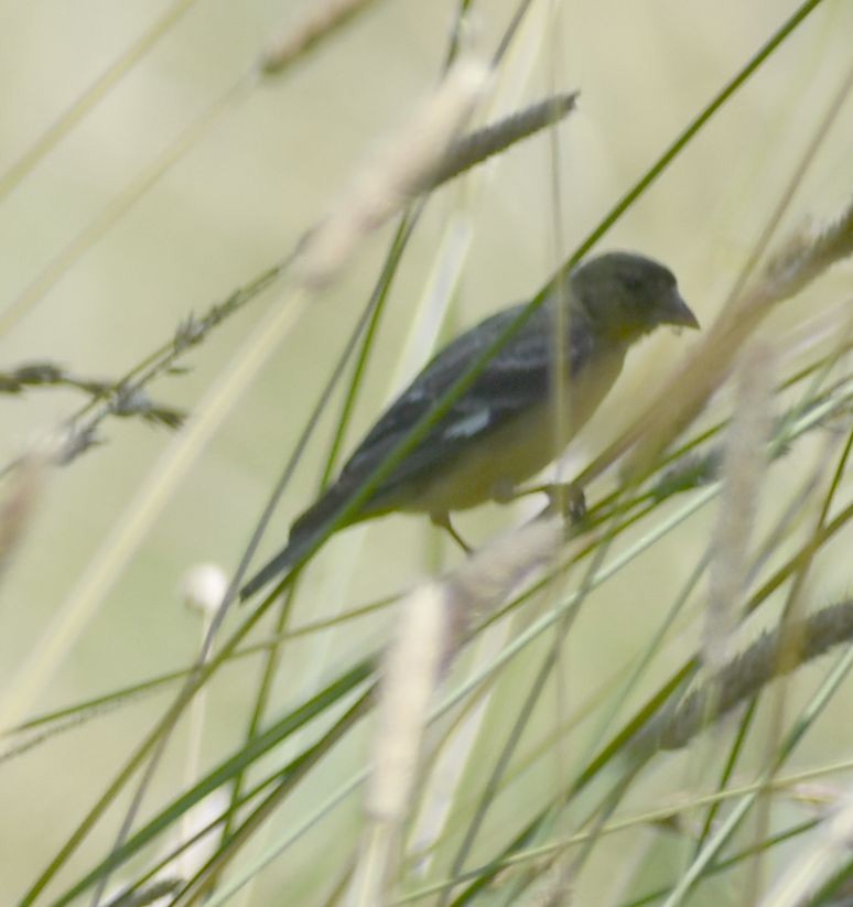 Lesser Goldfinch - ML625602134