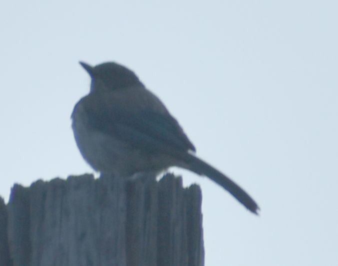 California Scrub-Jay - ML625602180