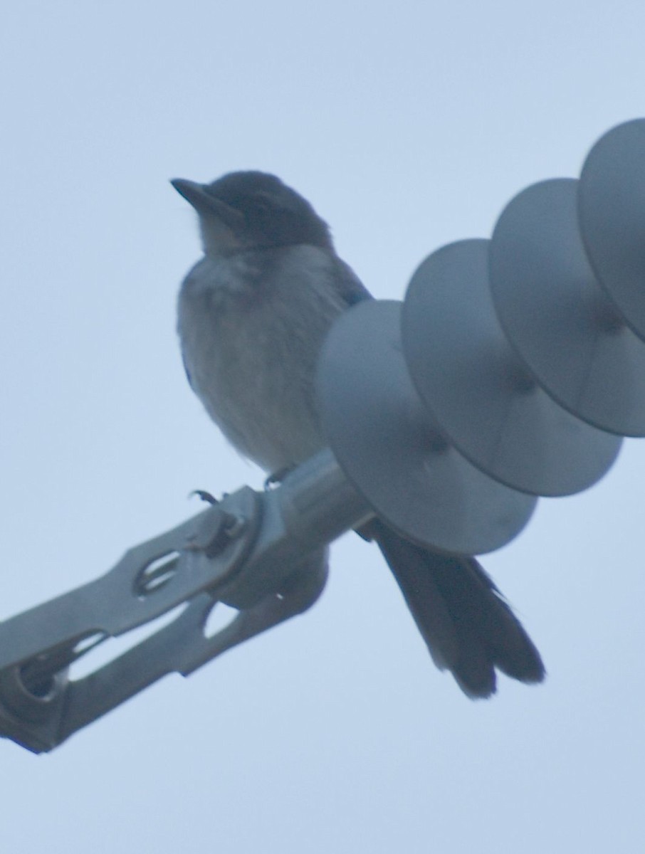 California Scrub-Jay - ML625602181