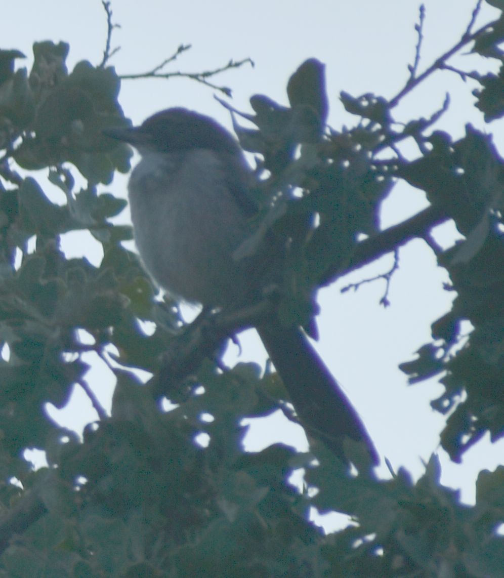 California Scrub-Jay - ML625602186