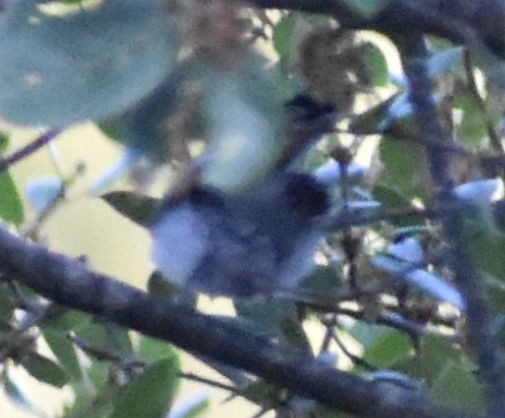 Blue-gray Gnatcatcher - ML625602195