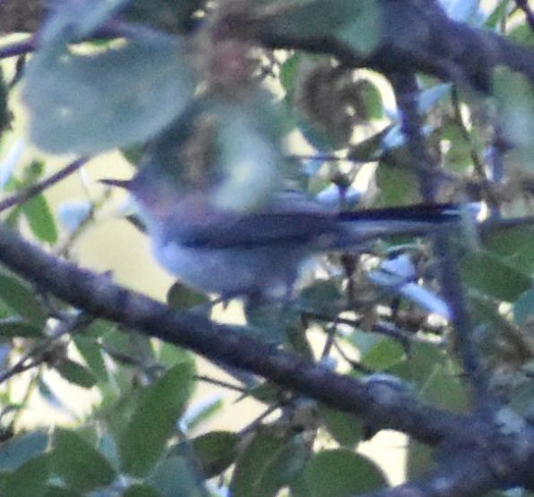 Blue-gray Gnatcatcher - ML625602196
