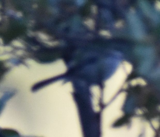 Blue-gray Gnatcatcher - ML625602198