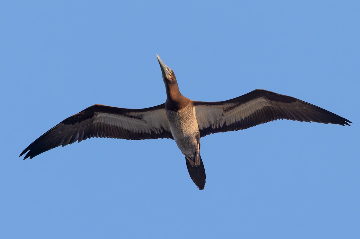 Brown Noddy - ML625602209