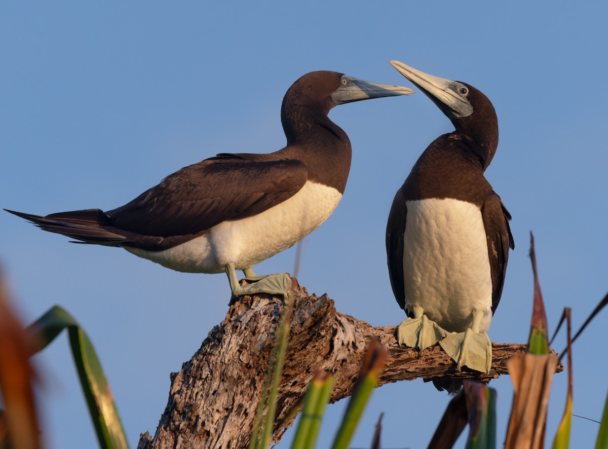 Brown Noddy - ML625602210