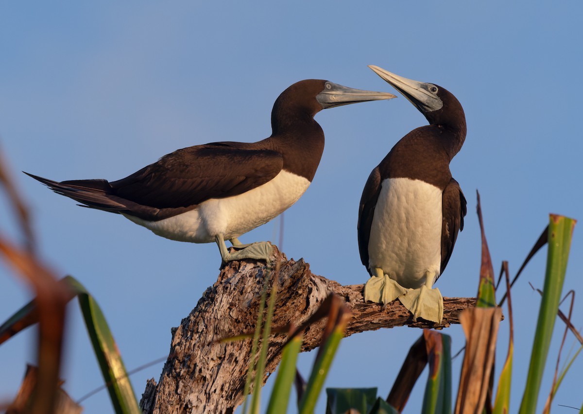 Brown Noddy - ML625602211