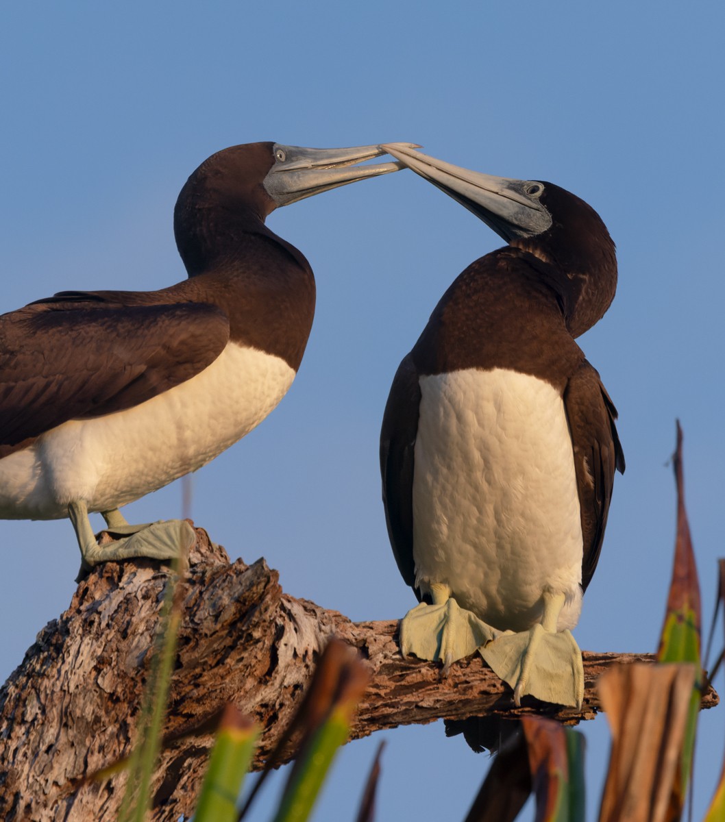 Brown Noddy - ML625602212