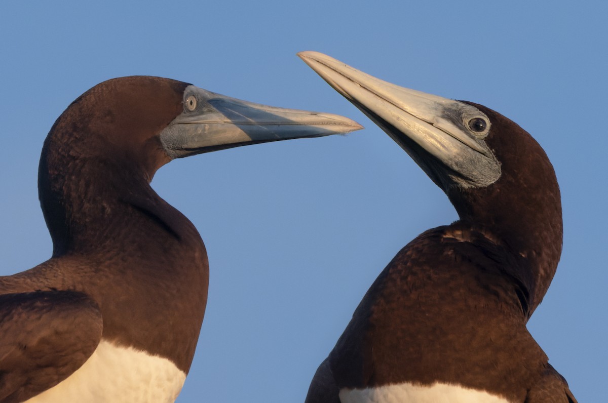 Brown Noddy - ML625602213