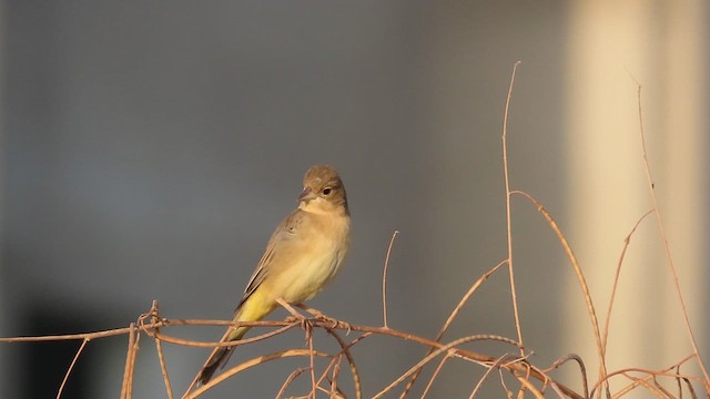 チャキンチョウ - ML625602230