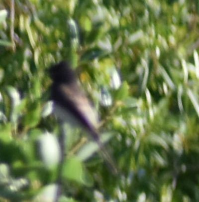 Black Phoebe - ML625602231