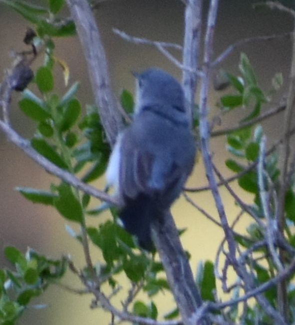Blue-gray Gnatcatcher - ML625602246