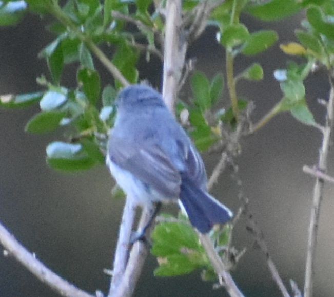Blue-gray Gnatcatcher - ML625602247