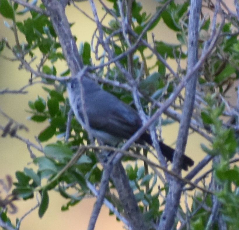 Blue-gray Gnatcatcher - ML625602248