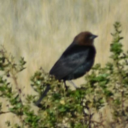 Brown-headed Cowbird - ML625602279