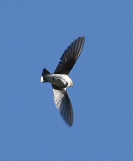 Northern Rough-winged Swallow - ML625602282