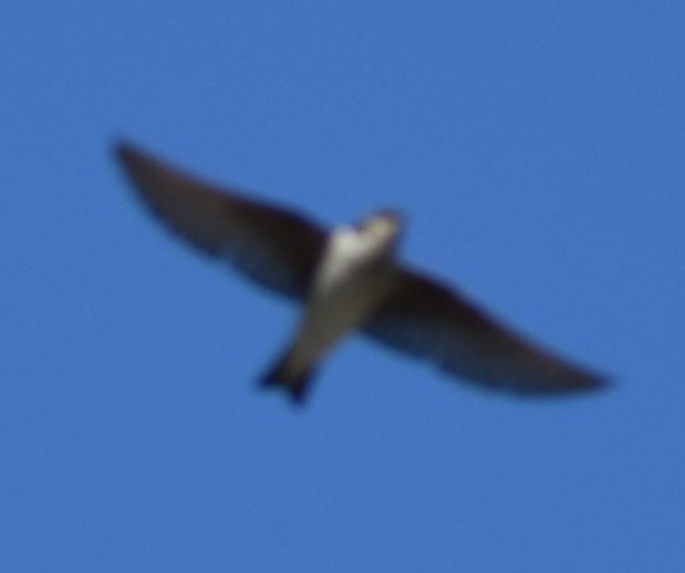 Northern Rough-winged Swallow - ML625602283